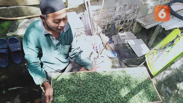 Daun Gaharu