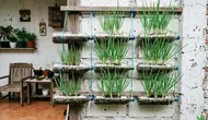 6 Cara Membuat Pot Vertikal dari Botol Bekas untuk Daun Bawang di Lahan Sempit