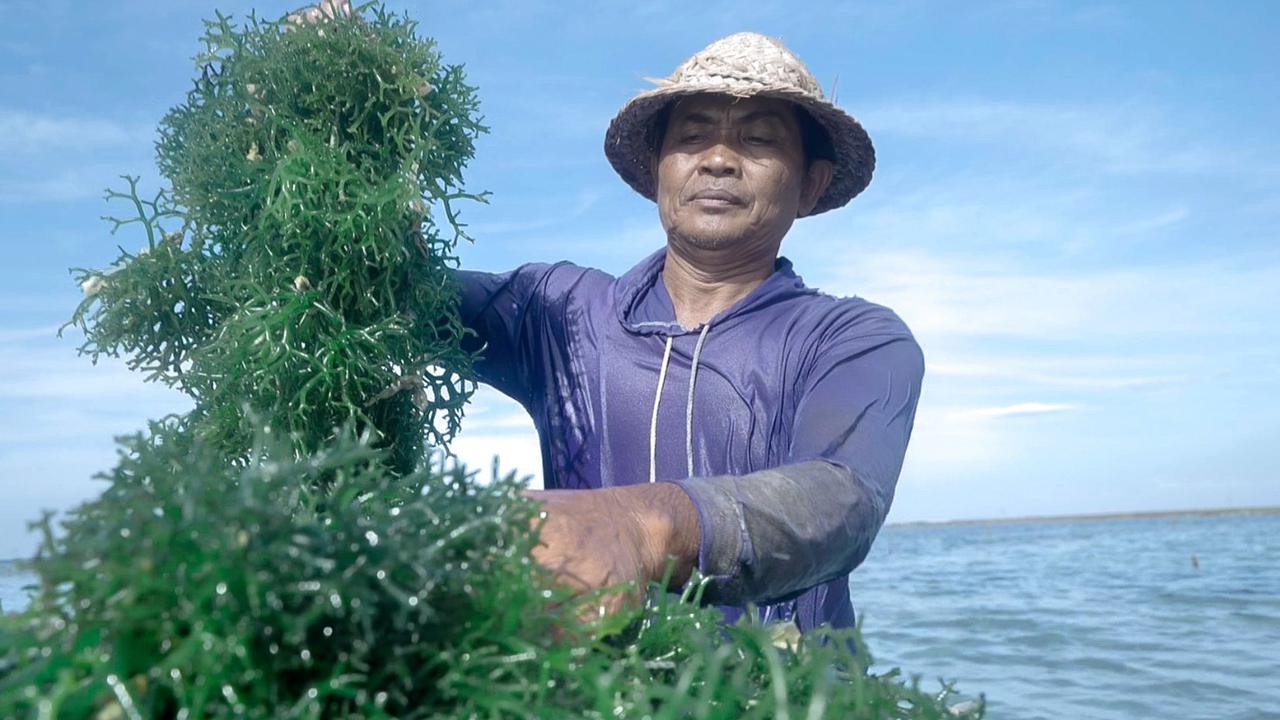 Pemerintah Siap Penuhi Kebutuhan Pupuk Dalam Negeri Lewat Rumput Laut