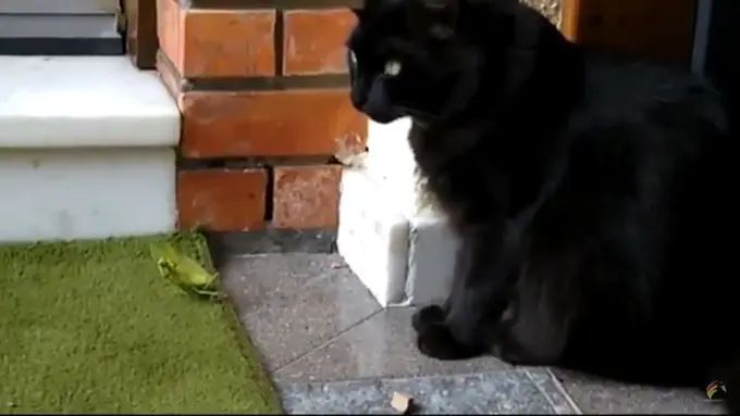 Begini Jadinya Ketika Kucing Bertemu dengan Belalang