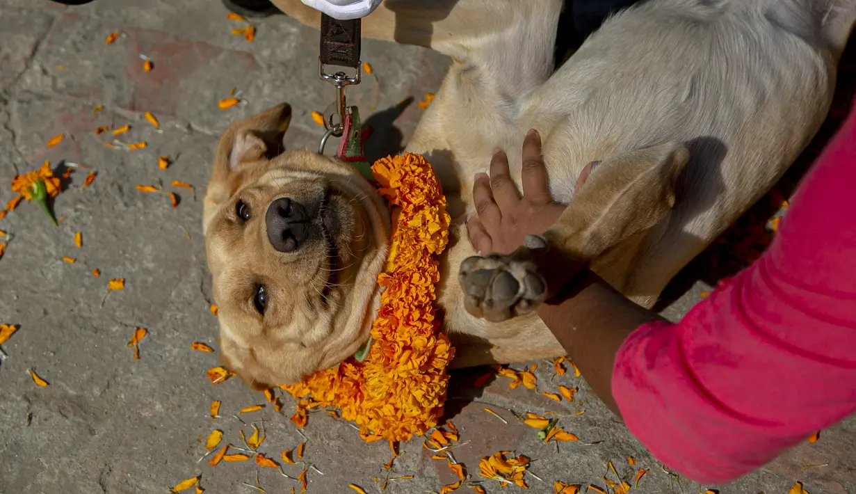 Perempuan Nepal meletakkan kelopak bunga marigold pada seekor anjing polisi selama perayaan festival Tihar di sebuah divisi kennel di Kathmandu, Rabu (3/11/2021). Anjing disembah untuk mengakui peran mereka dalam memberikan keamanan selama hari kedua festival Tihar. (AP Photo/Niranjan Shrestha)