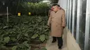 Pemimpin Korea Utara Kim Jong-un melihat sejumlah tanaman saat mengunjungi Jungphyong Vegetable Greenhouse Farm and Tree Nursery yang sedang dibangun di Kyongsong, Korea Utara, Jumat (18/10/2019). Kunjungan tersebut untuk memastikan pasokan makanan stabil. (KCNA VIA KNS/AFP)