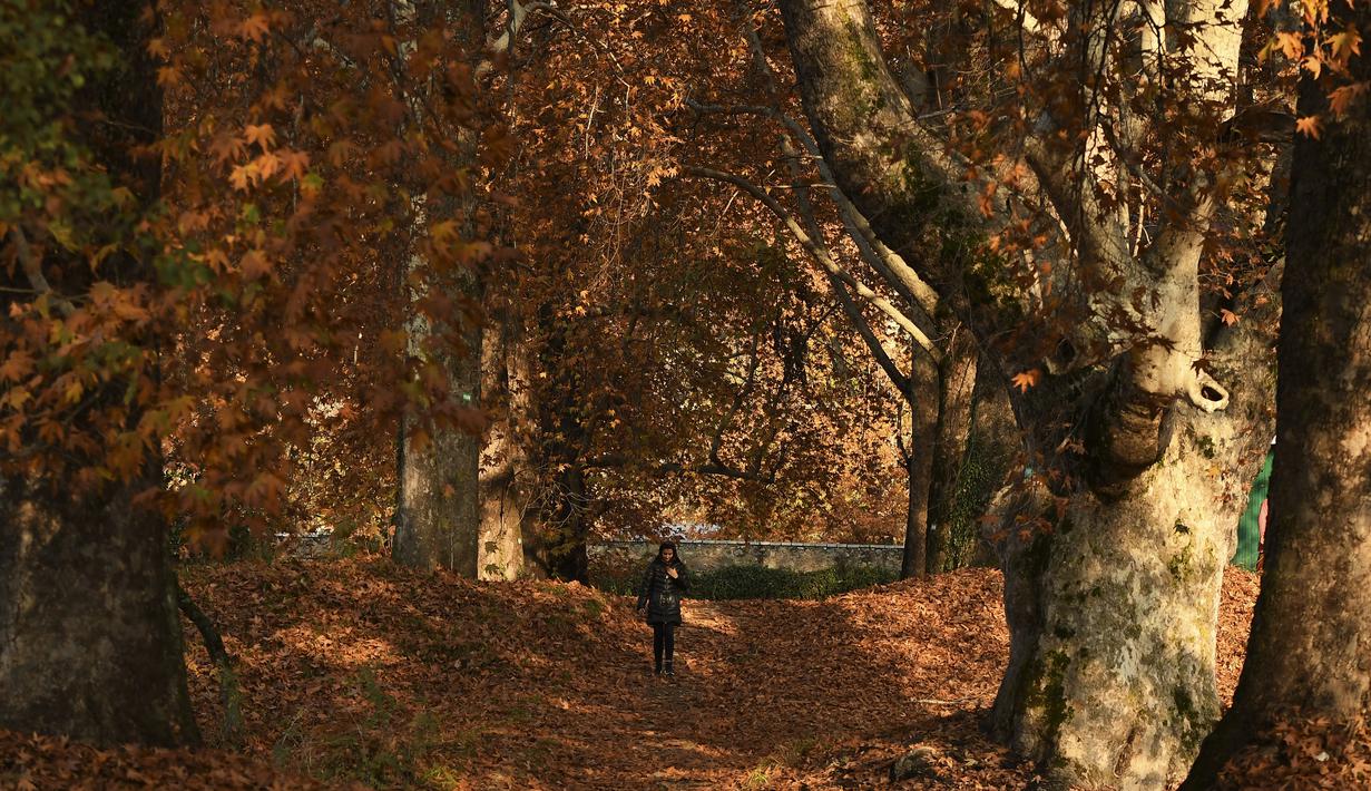 Seorang gadis berjalan melewati pepohonan yang merontokkan daun musim gugurnya di taman Nishat Bagh di Srinagar (16/11/2020). (AFP/Tauseef Mustafa)