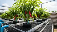 7 Cara Membuat Tanaman Cabai Berbuah Lebat dan Tahan Lama