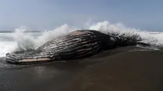 Seekor paus bungkuk sepanjang 32 kaki atau 10 meter terdampar di Pantai Pacifica, California, Selasa (5/5/2015). Ini merupakan paus kedua yang terdampar di kawasan California Utara dalam tiga pekan terakhir. (AFP PHOTO/Josh Edelson)
