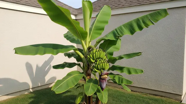 Pisang Dwarf Orinoco