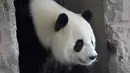 Panda betina Meng Meng berjalan dalam kandangnya di kebun binatang Zoologischer Garten, Berlin pada Rabu (14/8/2019). Panda betina itu diperkirakan hamil dan jika benar, anak-anak Meng Meng adalah bayi panda pertama yang dilahirkan di Jerman. (Tobias SCHWARZ / AFP)