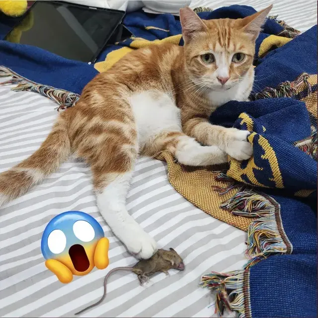 10 Potret Kucing Bawa Pulang Hadiah Untuk Majikan Ini Bikin Geleng Kepala