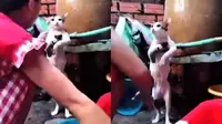 Viral Video Kucing Bak Anak Kecil Saat Dimandikan Ini Menggemaskan