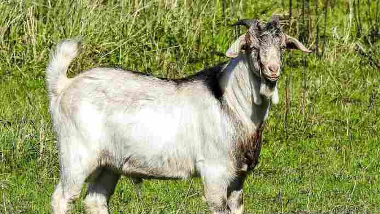 Kenapa Kambing Bau Prengus? Ternyata ini Penyebabnya