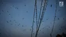 Ribuan burung Layang-layang Api (Hirundo rustica) memenuhi kabel listrik di Jalan Mgr Sugiyopranoto, Semarang, Jumat (4/1). Mereka bermigrasi dari negara sub tropis yakni India, Korea, Jepang dan Australia. (Liputan6.com/Gholib)