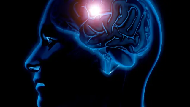 Brain