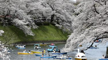 Orang-orang mjenaiki kapal melihat bunga sakura yang mekar penuh di parit istana Chidorigafuchi di Tokyo, Jepang, Senin (28/3/2022). (AP Photo/Koji Sasahara)