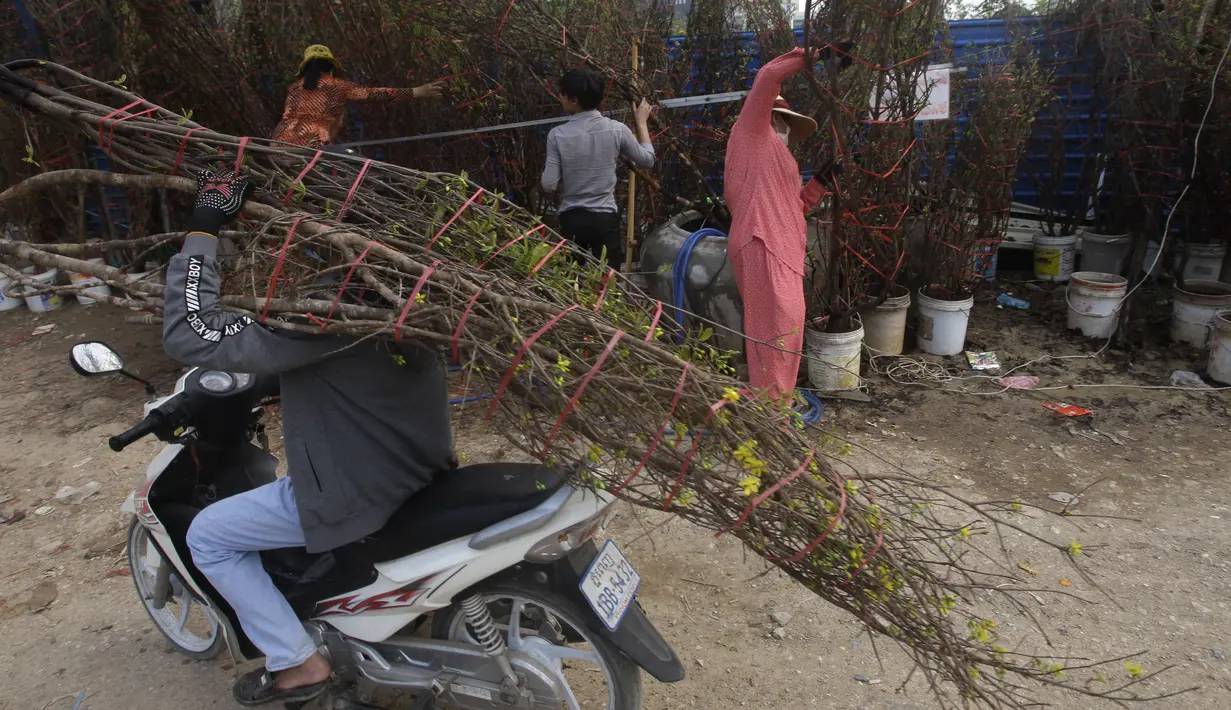 Seorang warga membawa seikat pohon bunga kuning dengan sepeda motor untuk perayaan Imlek mendatang di toko pinggir jalan di Phnom Penh, Kamboja (8/2/2021).  Bunga kuning banyak digunakan masyarakat Tionghoa yang tinggal di Kamboja untuk merayakan Imlek. (AP Photo/Heng Sinith)