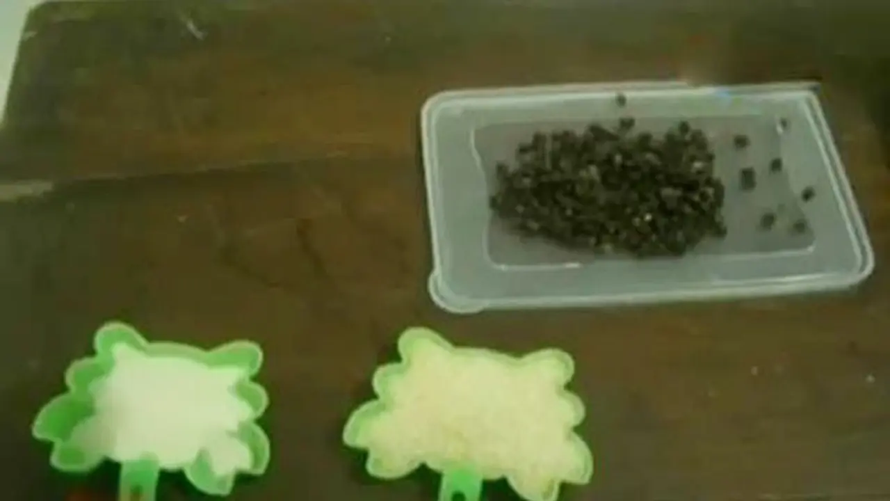 Puding Biji Pepaya