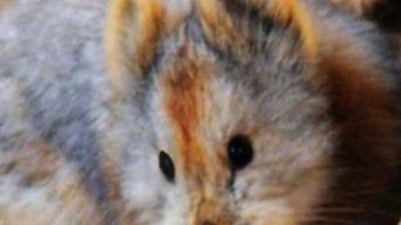4. Ili Pika<br>