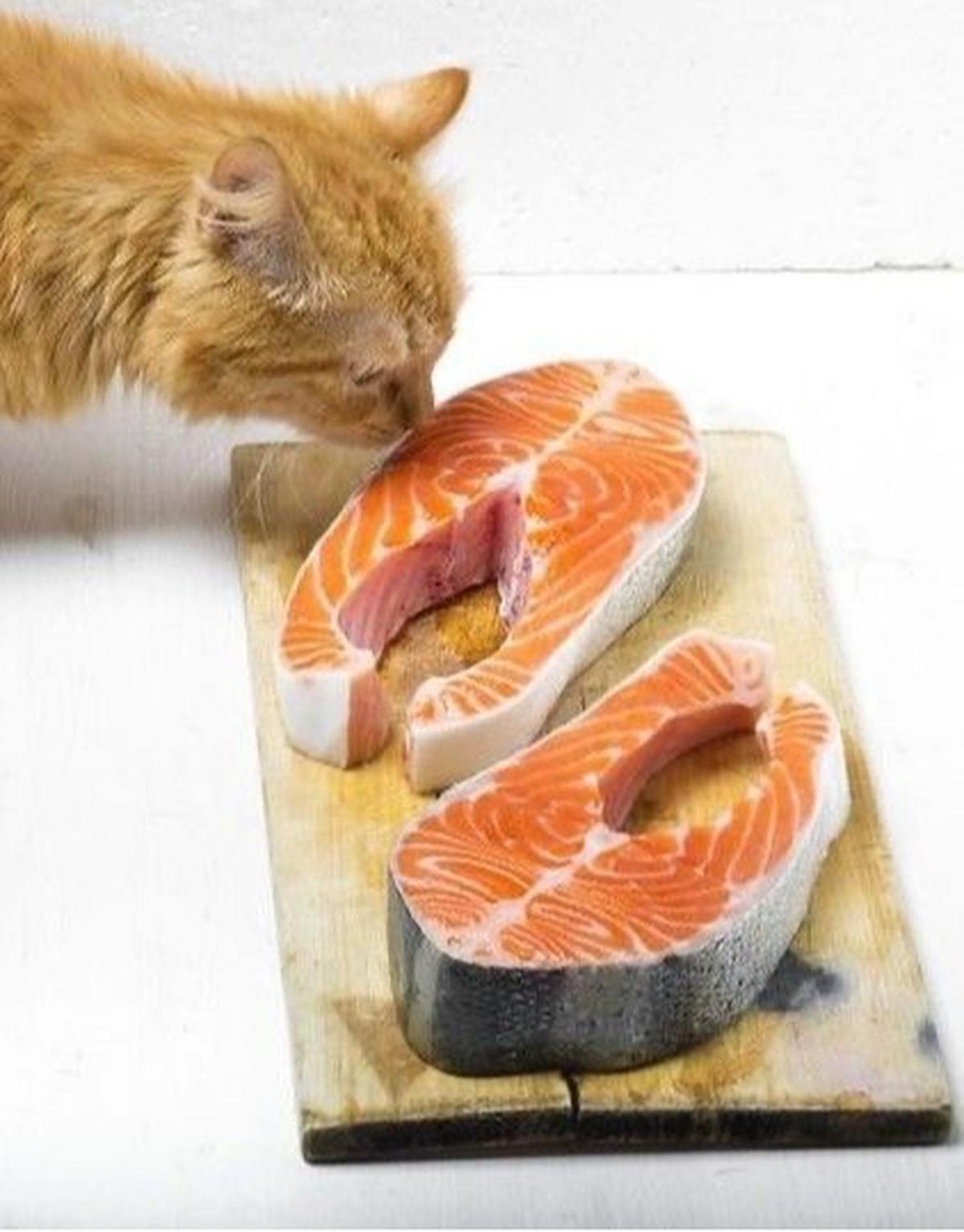 Rahasia Kucing Gemuk dan Bahagia: 7 Makanan yang Bikin Si Manis Tambah Montok!
