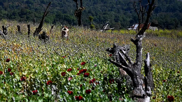 Mengintip Ladang Opium di Myanmar