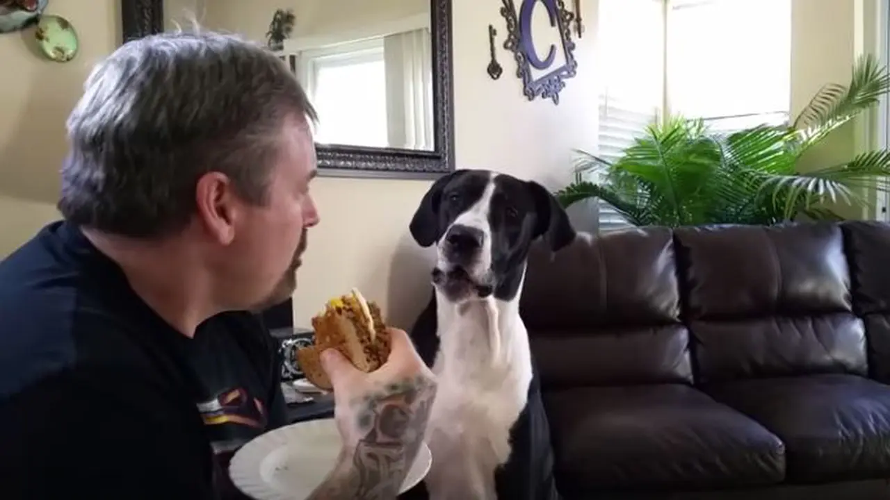 Anjing Bisa Bicara 'Burger' dan 'I Love You' Demi Makanan Tuannya