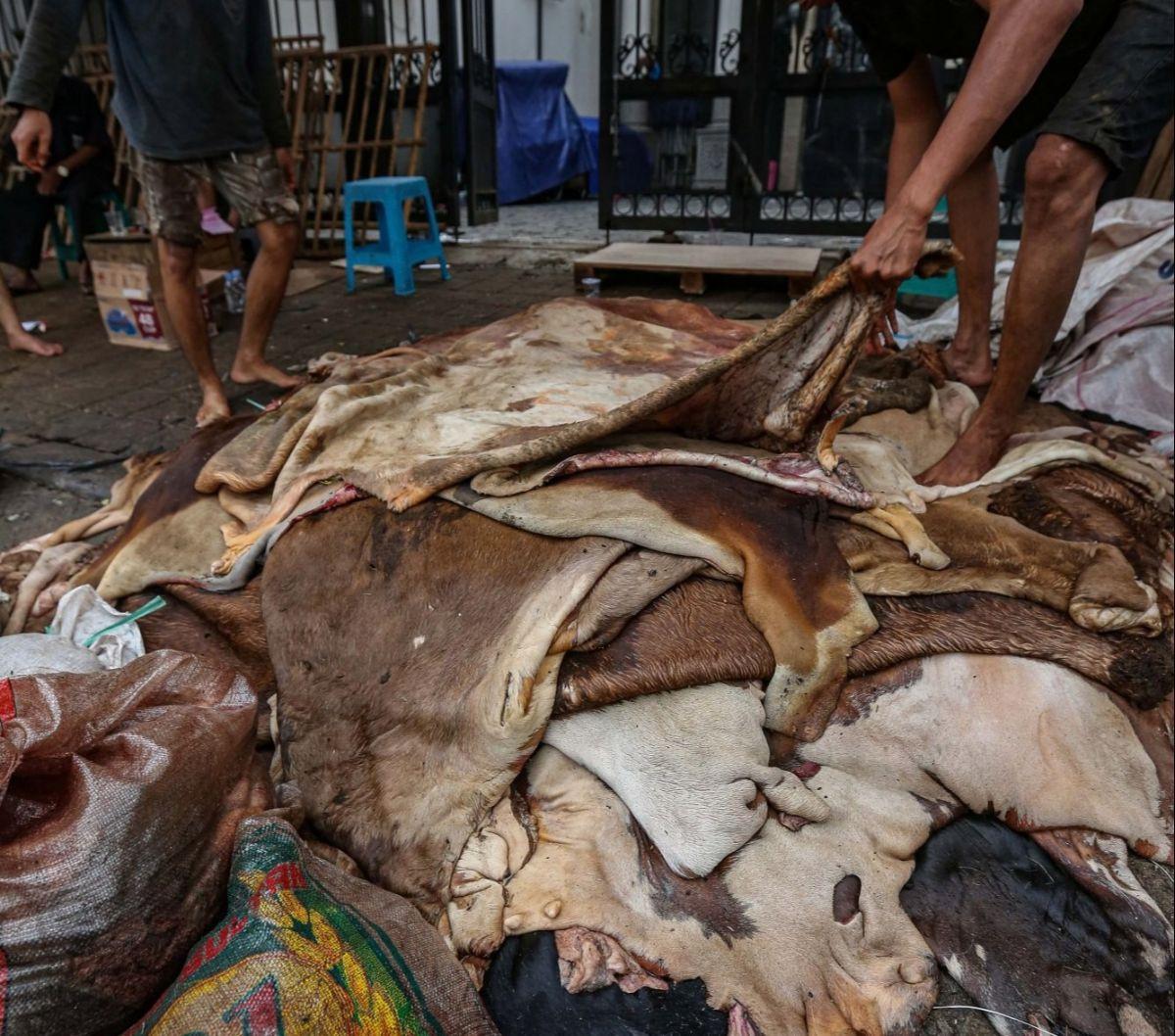 Para pengepul di Tanah Abang terlihat sibuk mengumpulkan kulit hewan kurban. Mereka menawarkan harga untuk kulit sapi dan kambing yang mereka kumpulkan.&nbsp;Foto: Liputan6.com / Angga Yuniar<br>