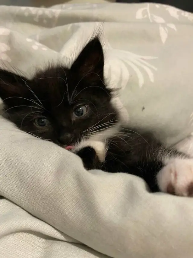 6 Ekspresi Kucing Menjulurkan Lidah Bak Mengejek Ini Bikin Gemas
