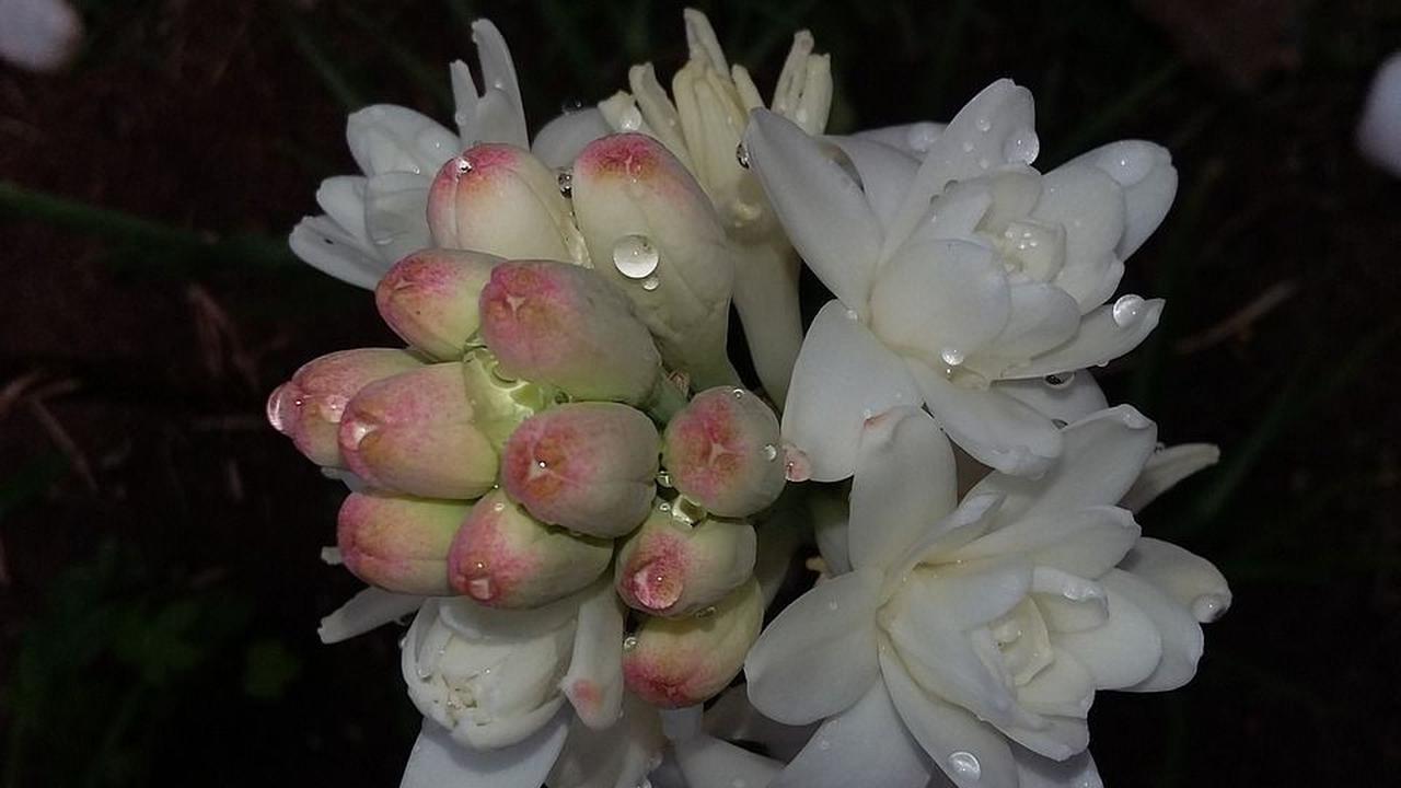 4. Membuat Panjang Umur