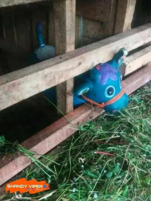 6 Tempat Simpan Mainan di Kandang Hewan Ini Bikin Tepuk Jidat