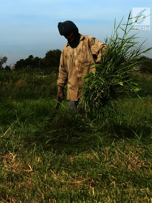 Suwandi (80) mencari rumput di perkebunan Kalimalang, Jakarta, Jumat (4/1). Suwandi mencari rumput untuk makan ternak sapi dengan upah Rp 5000 per ikat. (Merdeka.com/Imam Buhori)