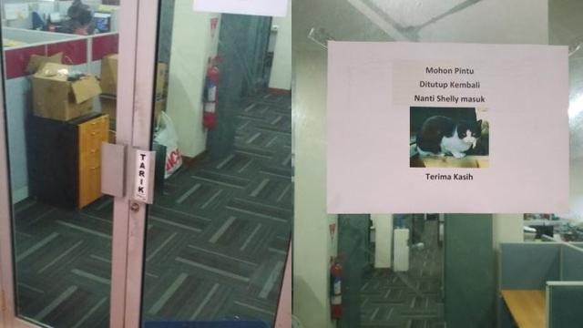 6 Imbauan Libatkan Kucing Ini Nyeleneh Banget, Bikin Heran