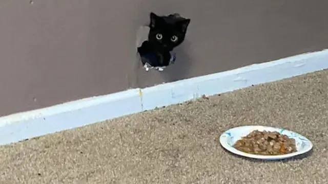 10 Potret Lucu Kucing Muncul dari Lubang di Langit-Langit Ini Bikin Gemas