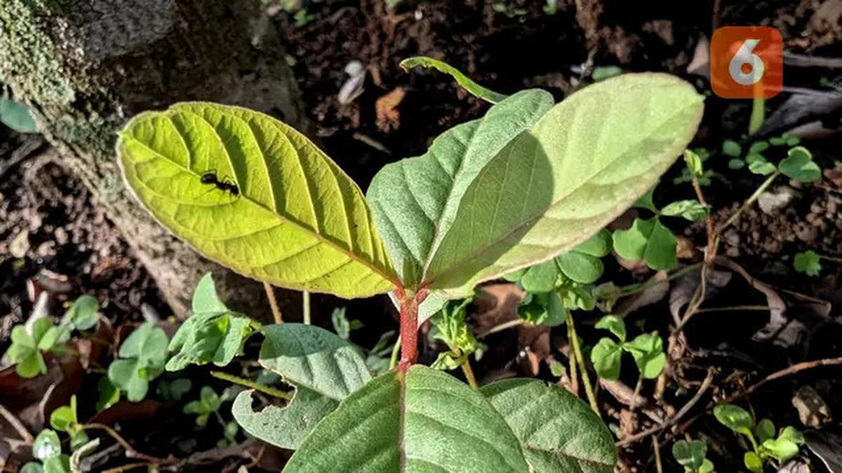 Teh Daun Jambu Biji Bisa Cegah Lonjakan Gula Darah pada Pasien Diabetes