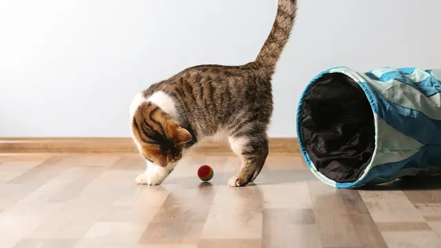 Ilustrasi kucing/Shutterstock.