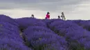 Orang-orang mengunjungi ladang lavender di Sigong, sebuah desa di Lucaogou, Wilayah Huocheng, Daerah Otonom Uighur Xinjiang, China (16/6/2020). Dengan lahan budidaya seluas 3.733 hektare, industri lavender di Wilayah Huocheng menciptakan 15.000 lebih lapangan pekerjaan pada 2019. (Xinhua/Zhao Ge)