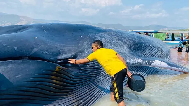 Paus Sepanjang 25 Meter Terdampar di Laut Riung Ngada