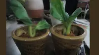 Unik, Nasi Goreng dalam Pot di Kafe Strawberry