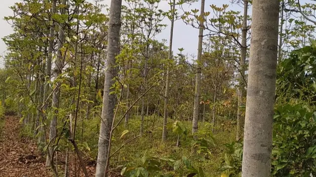 Lahan Gambut