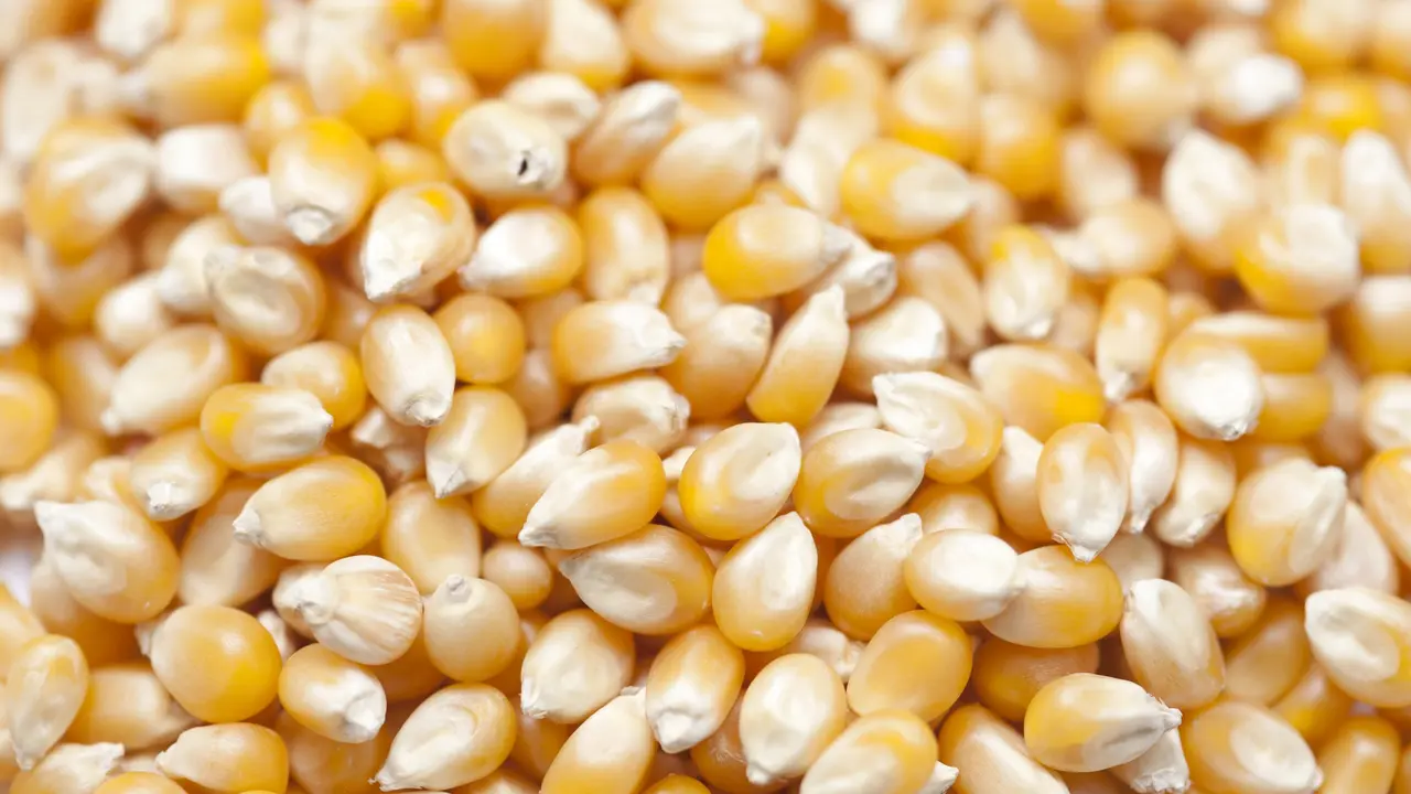 Bibit jagung