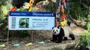 Anak panda berusia dua tahun Le Le menghadiri acara perpisahannya di Taman Margasatwa River Wonders, Singapura, Rabu (13/12/2023). Pihak berwenang bersiap untuk mengirimnya ke China di mana ia akan bergabung dengan program pembiakan di negara tersebut. (Handout/Mandai Wildlife Group/AFP)