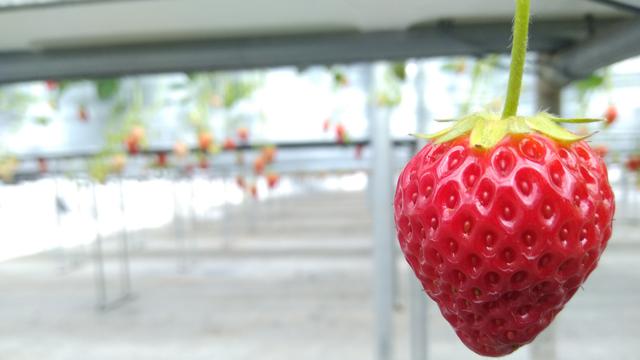 Miharashien, Fuefuki, Jepang