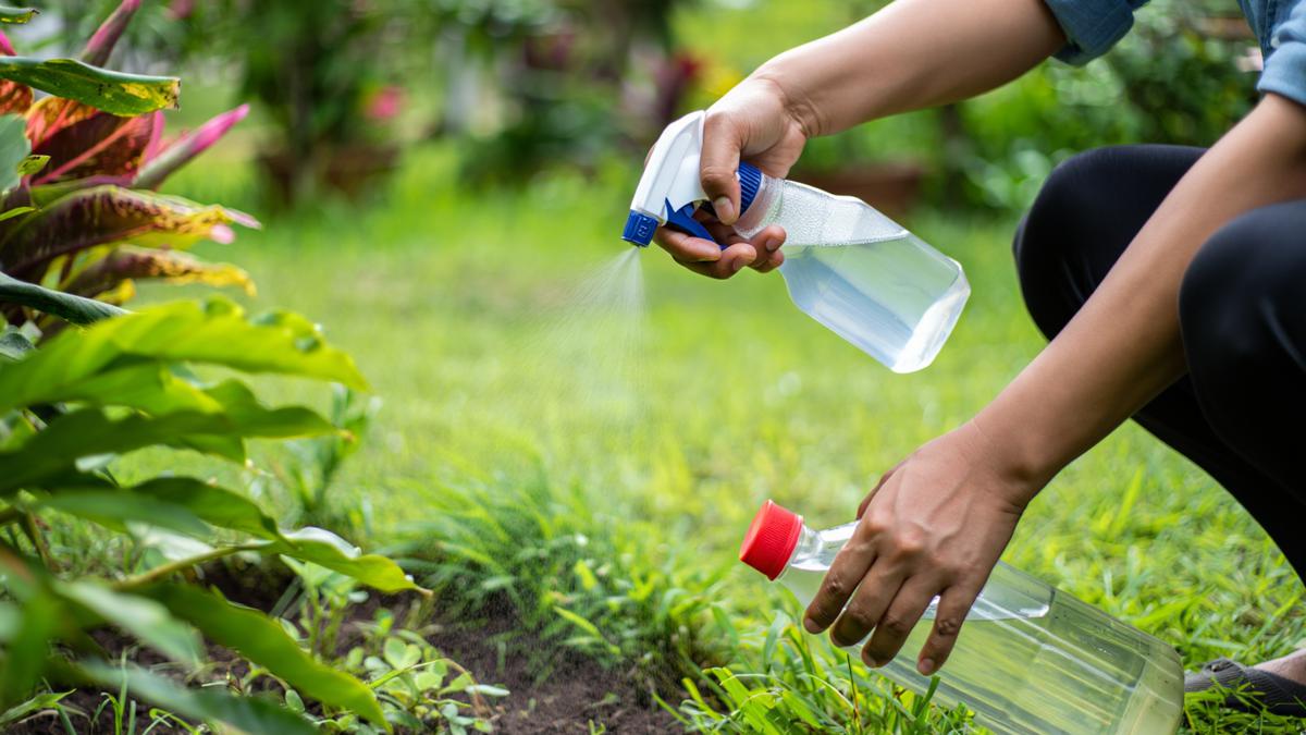 Cara Menghilangkan Bau Kotoran Kucing di Taman, Praktis Diterapkan 