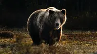 Ilustrasi Beruang/https://unsplash.com/Zhedek Machecek