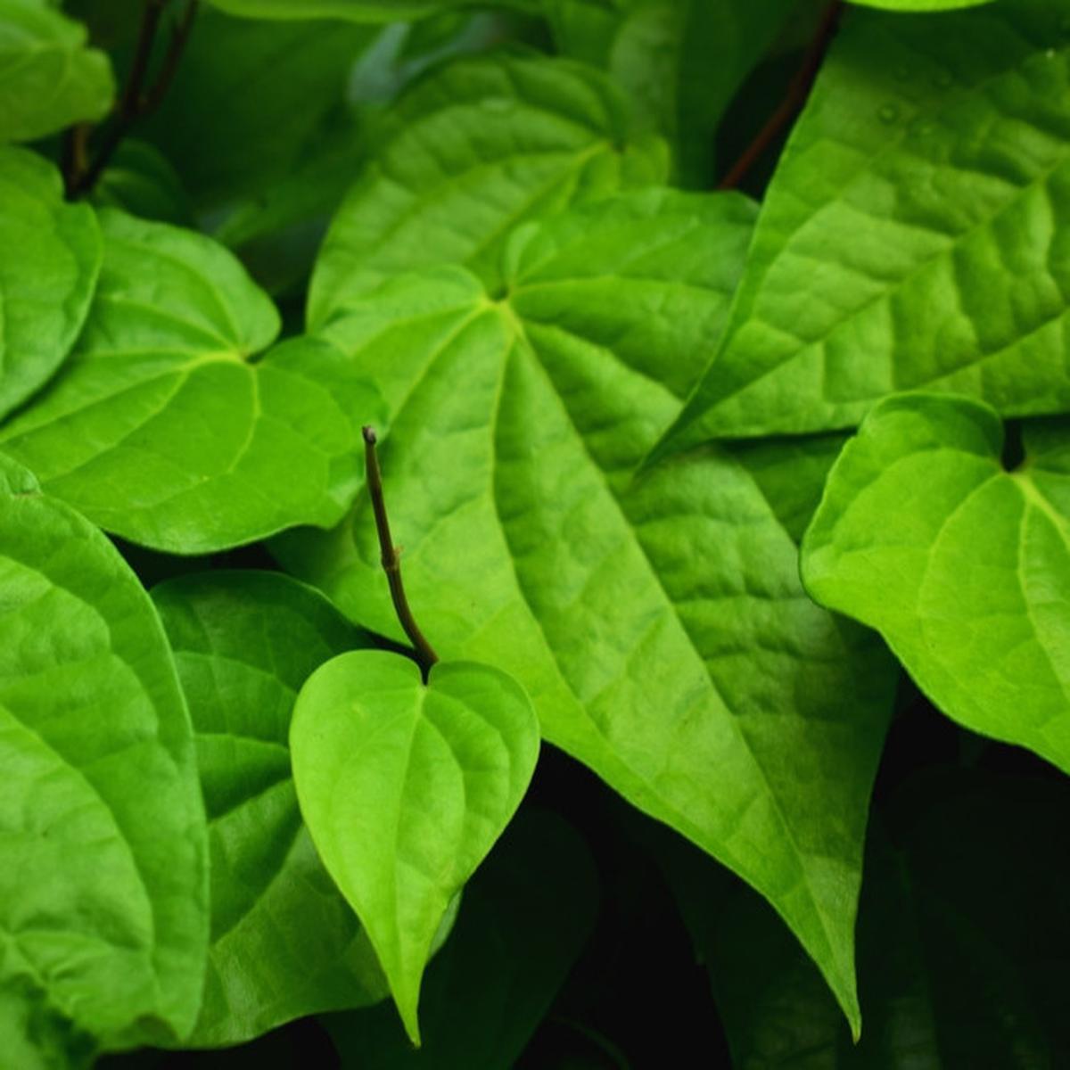 Daun Sirih