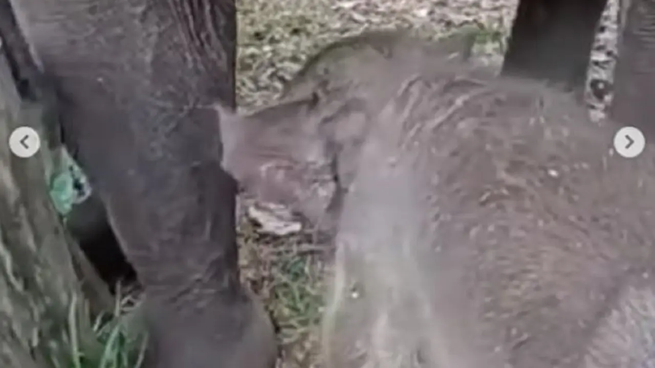 Anak gajah lahir