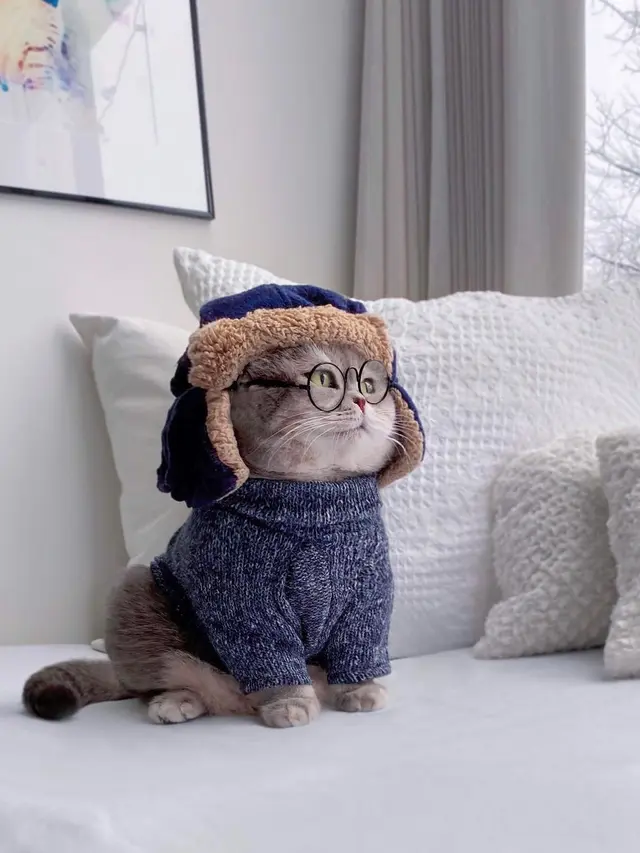 Pakai Kostum Lucu, Ini 6 Potret Kucing saat Jadi Model Ini Bikin Gemas