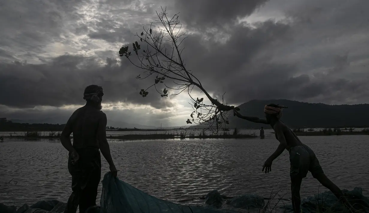 Seorang nelayan India melempar dahan pohon ke air untuk menarik ikan saat mereka meletakkan jala ikan mereka saat senja di surutnya air banjir di sawah di pinggiran Gauhati, India, Senin, (14/9/2020). (AP Photo / Anupam Nath)