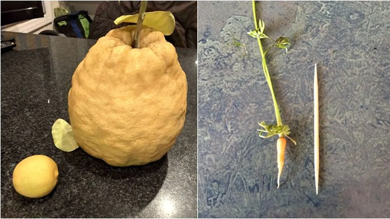 8 Potret Buah dan Sayur Ini Ukurannya Tak Biasa, Enggak Habis Pikir