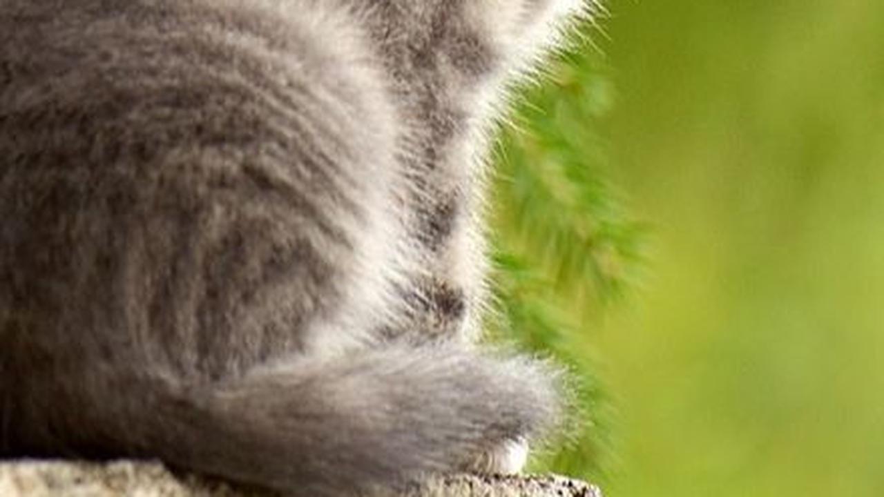 Penyebab Kucing Muntah Cacing, Periksa Konsumsi Makan dan Minumnya