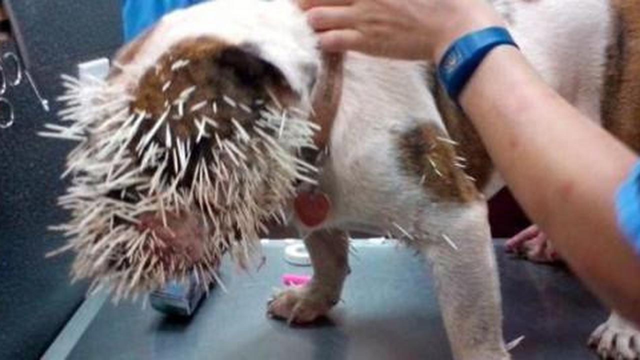 Nekat tarung dengan landak, Bulldog kecil tertusuk 500 duri