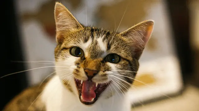 Arti Suara Meow Kucing