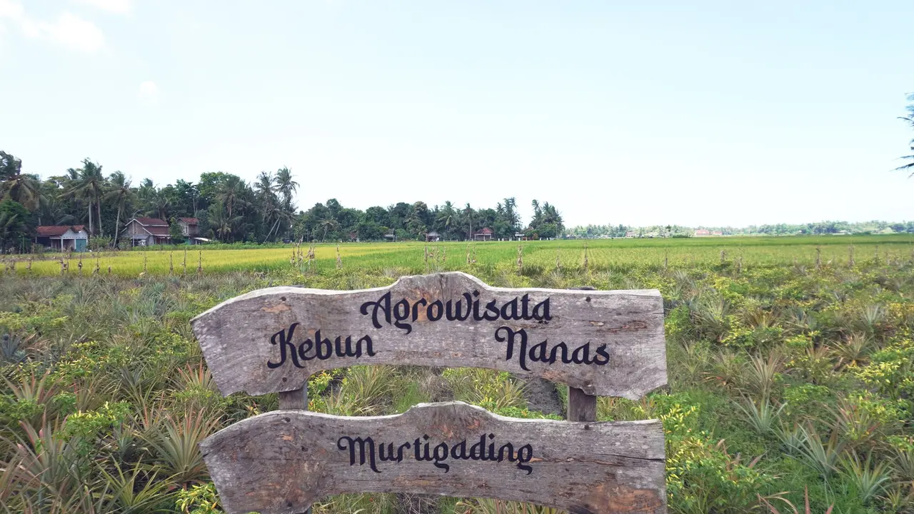 Agrowisata Nanas Bagong di Desa Murtigading, berada di Dusun Kurahan II